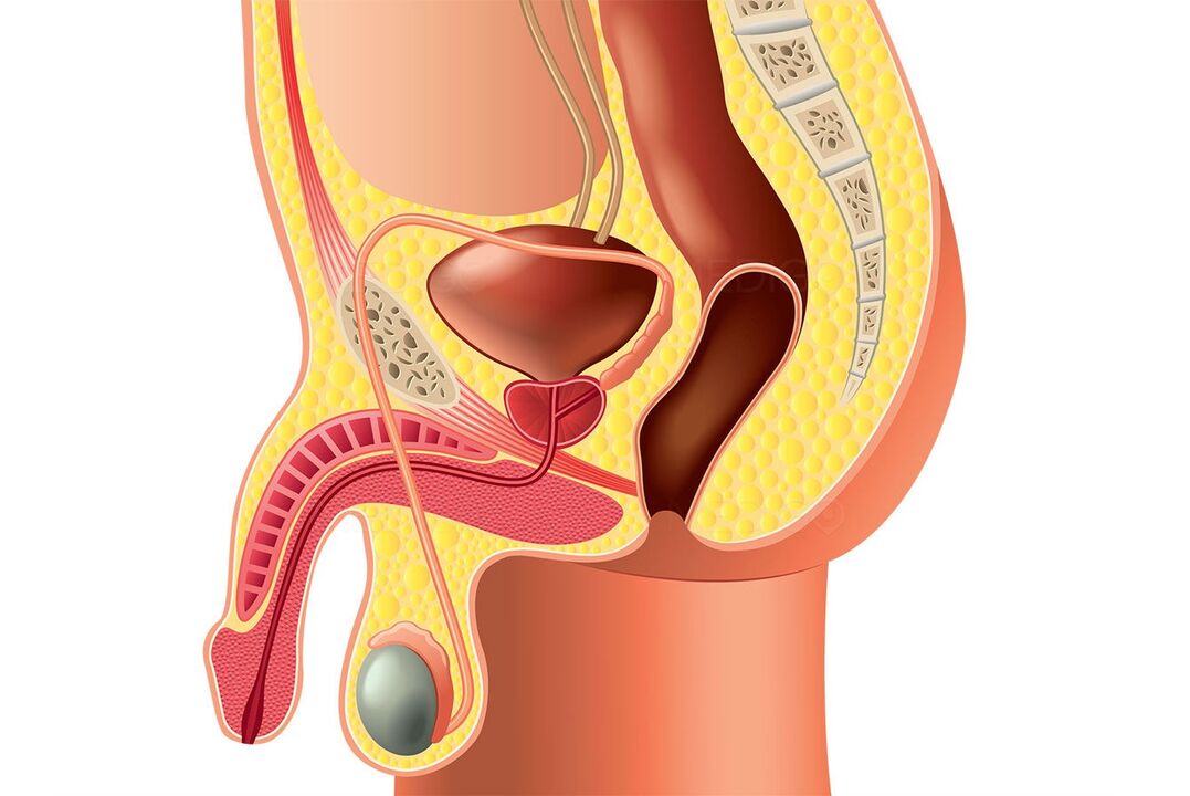 the structure of the male reproductive system and the enlargement of the penis